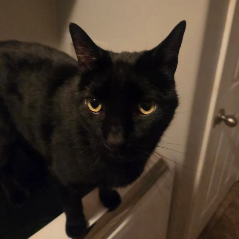 An adult small-sized male Black Domestic Short Hair cat named Basil for adoption in Layton, UT