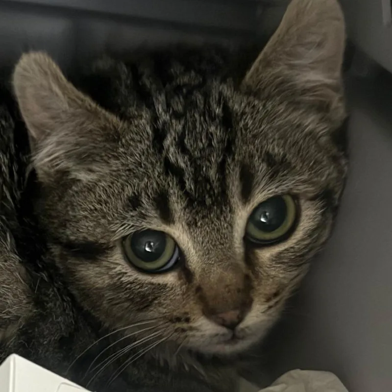 A young small-sized female Brown / Chocolate Domestic Short Hair cat named Ruby for adoption in Pittsburgh, PA