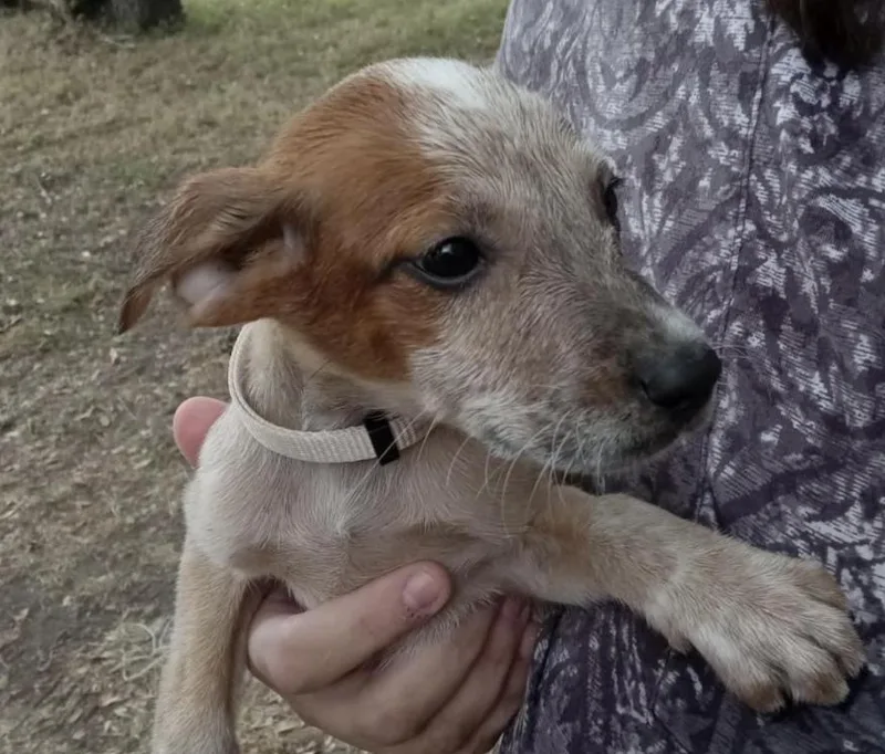 A baby large-sized female Black Mouth Cur dog named Lyra for adoption in McKinney, TX
