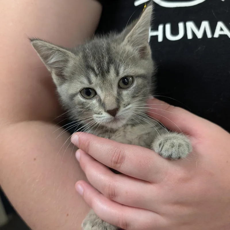 A baby small-sized female Gray / Blue / Silver Domestic Short Hair cat named Koala for adoption in Grand Rapids, MI