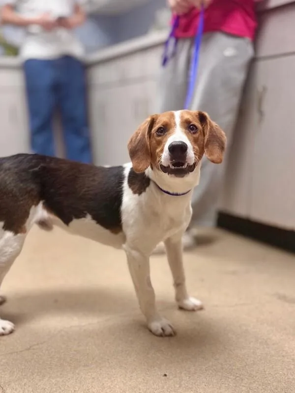 A young medium-sized male Tricolor (Brown, Black, & White) Beagle dog named Bagel for adoption in Wooster, OH