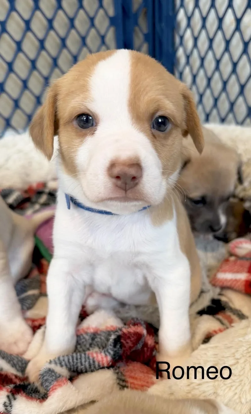 Romeo