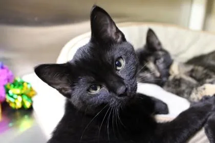 An adult medium-sized male Domestic Short Hair cat named Binx for adoption in Kansas City, MO