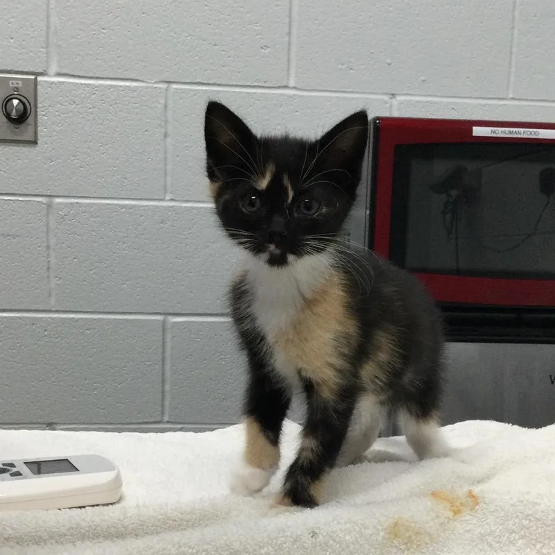 A baby small-sized female Calico Domestic Short Hair cat named Blossom for adoption in Marshall, VA