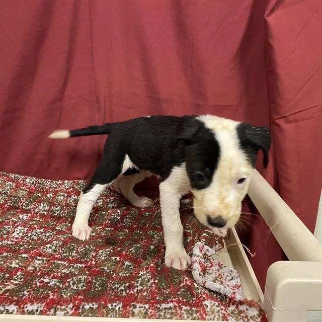 A baby small-sized female Staffordshire Bull Terrier dog named Grumpy Bear for adoption in Modesto, CA
