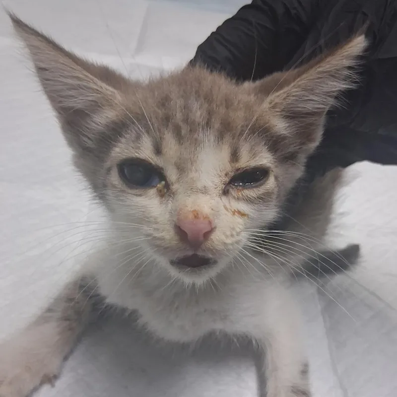 A baby small-sized male Gray / Blue / Silver Domestic Short Hair cat named Snicket for adoption in Summerville, SC