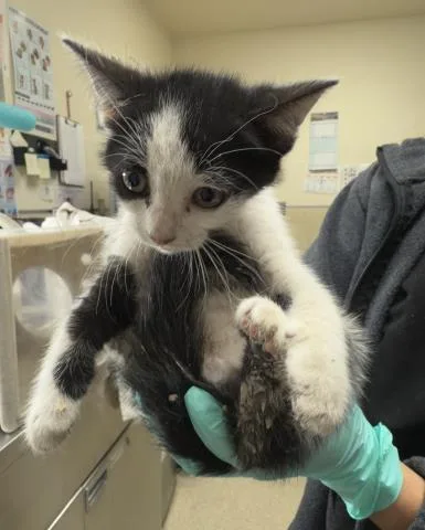 A baby small-sized female Domestic Short Hair cat named Quinn for adoption in Riverside, CA