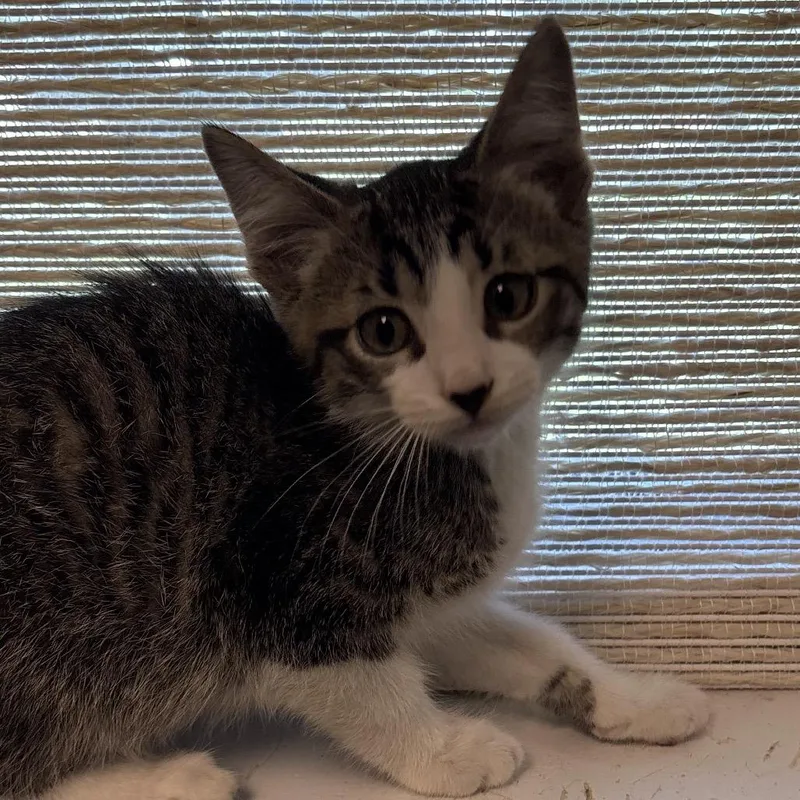 A baby small-sized male Brown / Chocolate Domestic Short Hair cat named Breeze for adoption in Naperville, IL