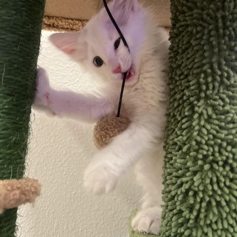 Pitaya