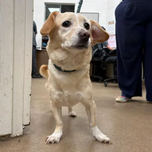 An adult small-sized female White / Cream Cardigan Welsh Corgi dog named Chula for adoption in Corpus Christi, TX