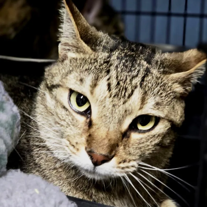 An adult small-sized male Brown / Chocolate Domestic Short Hair cat named Almond for adoption in Columbus, NC