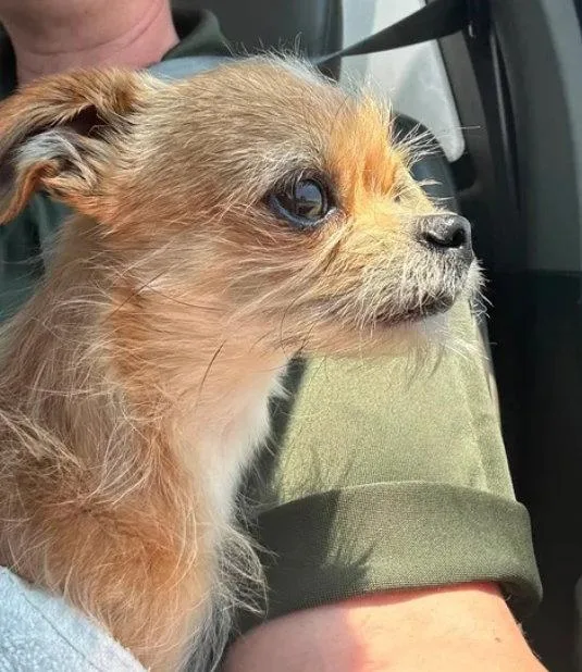 Chico thumbnail 2