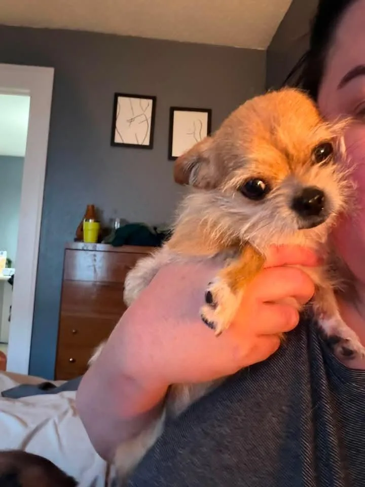 Chico thumbnail 3