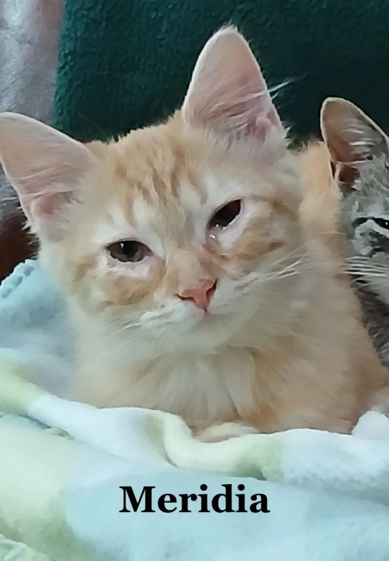 A baby medium-sized female Orange & White Domestic Short Hair cat named Meridia for adoption in Morehead, KY
