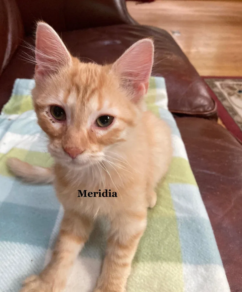 Meridia thumbnail 2