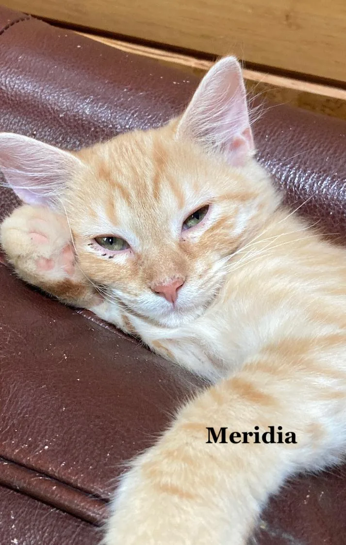 Meridia thumbnail 3