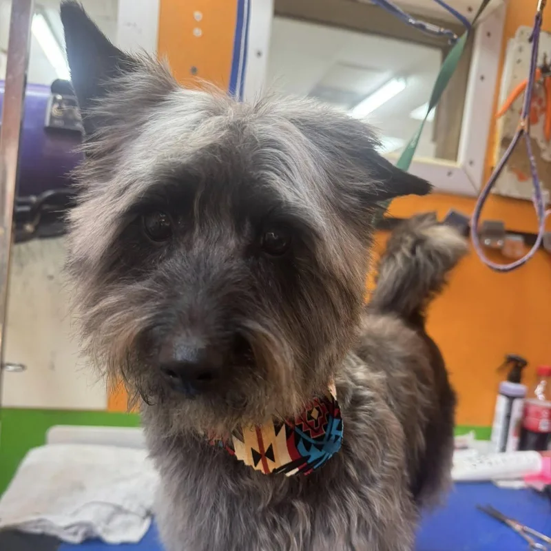 An adult small-sized male Brown / Chocolate Cairn Terrier dog named Noah for adoption in Agua Dulce, CA
