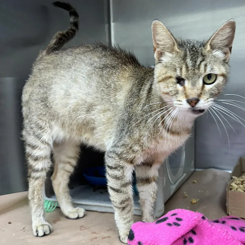 A senior medium-sized female Brown / Chocolate Domestic Short Hair cat named Lollipop Factory for adoption in Austin, TX