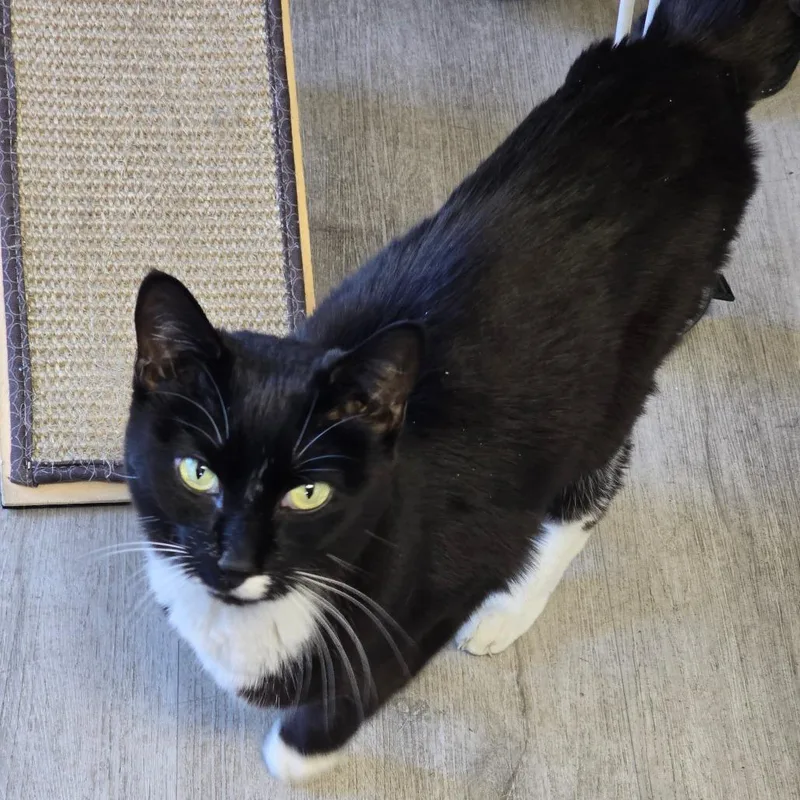 A senior medium-sized female Black Domestic Short Hair cat named Biscotti for adoption in Denver, CO