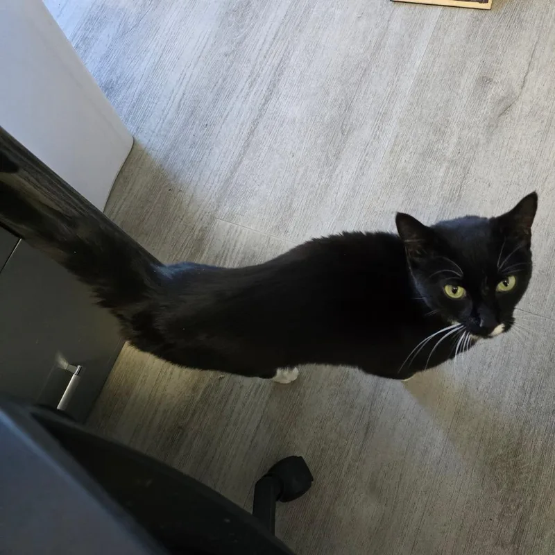 Biscotti thumbnail 3