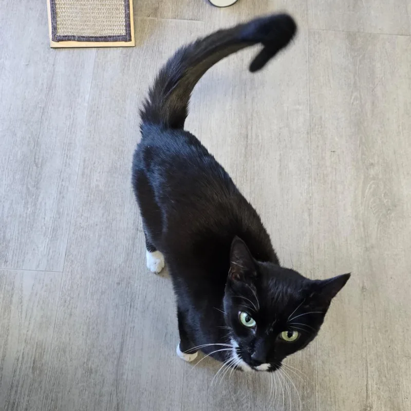 Biscotti thumbnail 5