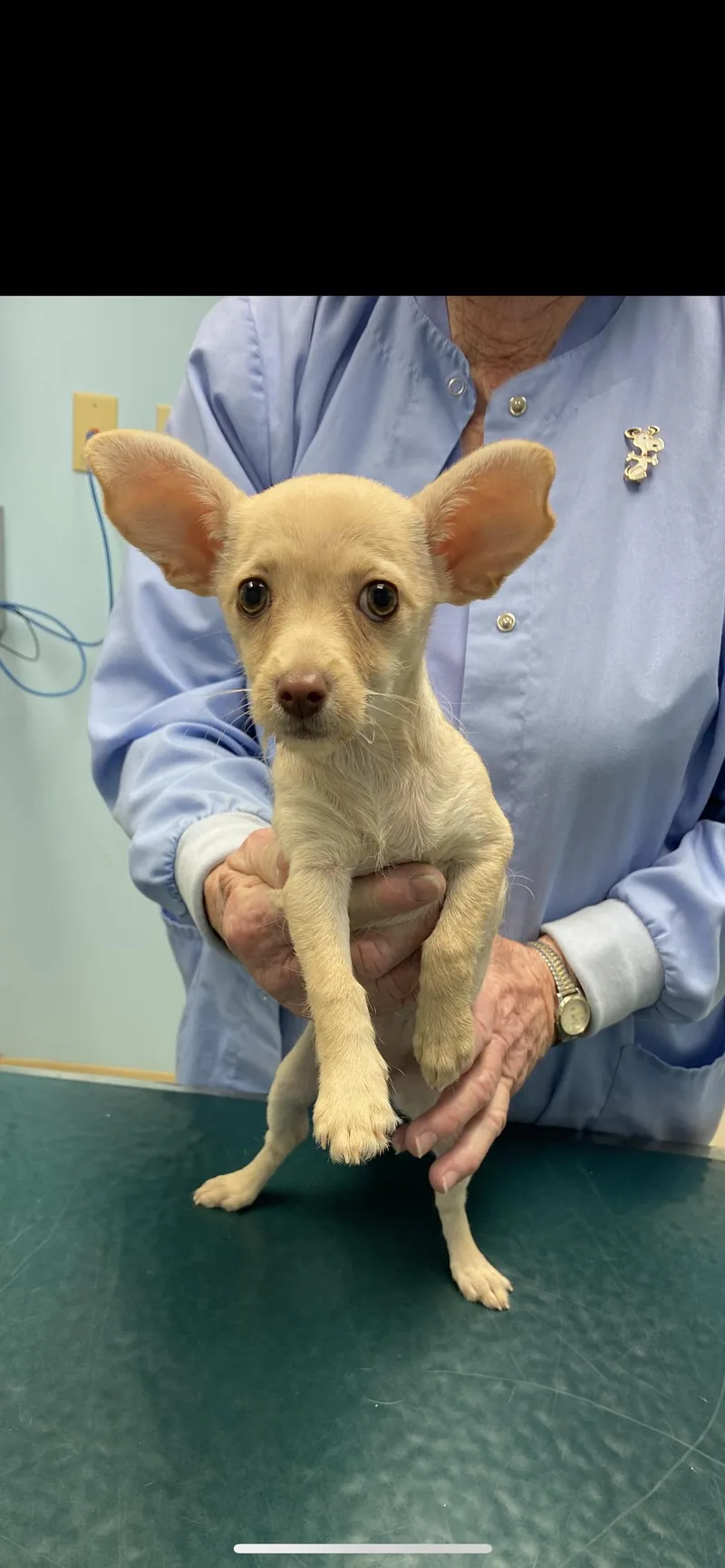 A baby small-sized female Apricot / Beige Chihuahua dog named Princess for adoption in Branford, CT