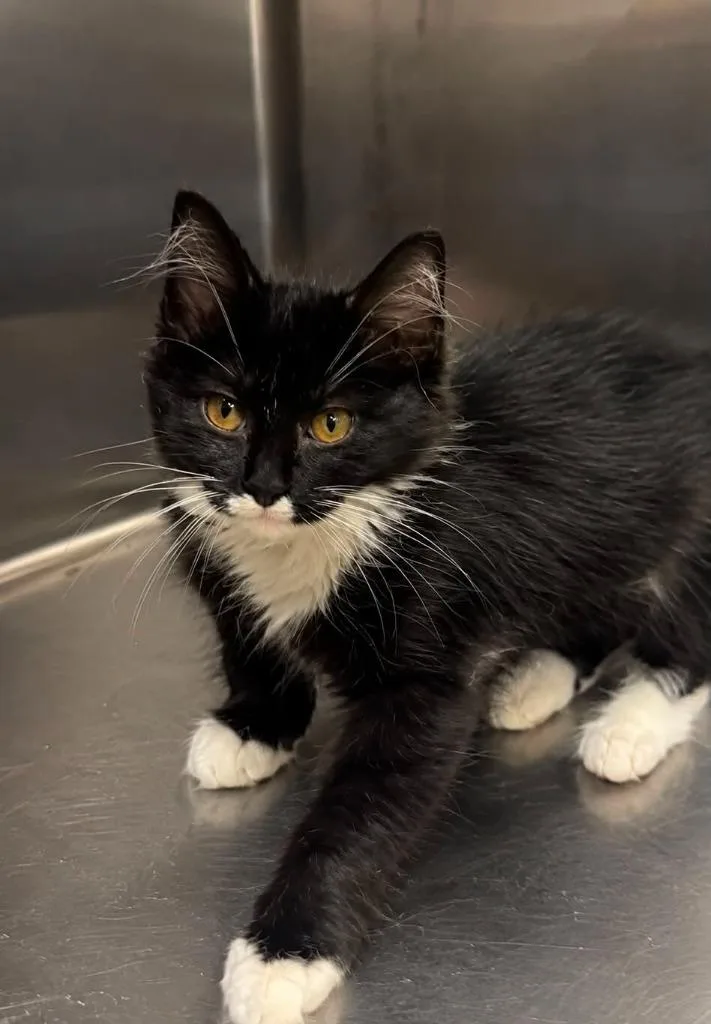 A baby small-sized female Domestic Long Hair cat named Carrie for adoption in Columbia, TN