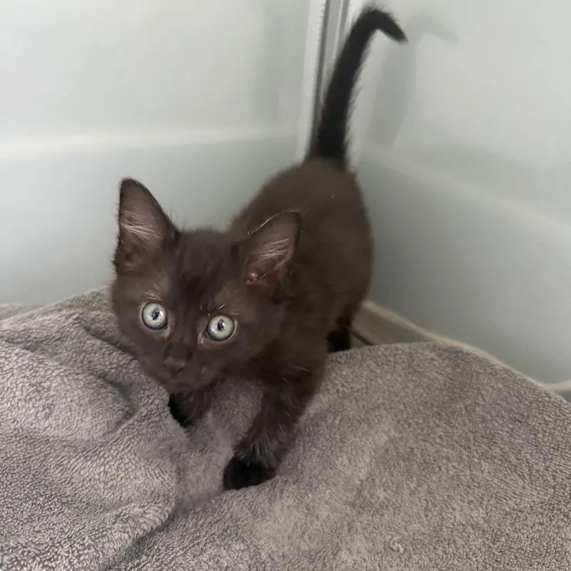 A baby small-sized female Black Domestic Short Hair cat named Hyacinth for adoption in Austin, TX