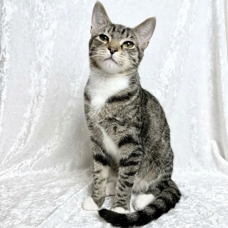 A baby small-sized female Siamese cat named Suki and Shiloh for adoption in Miami, FL