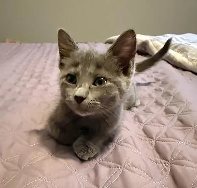 A baby medium-sized female Domestic Short Hair cat named Lullaby for adoption in Nashville, TN
