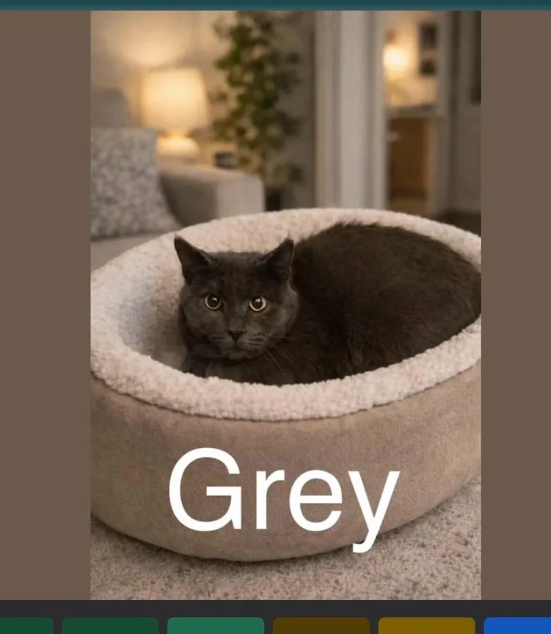Grey