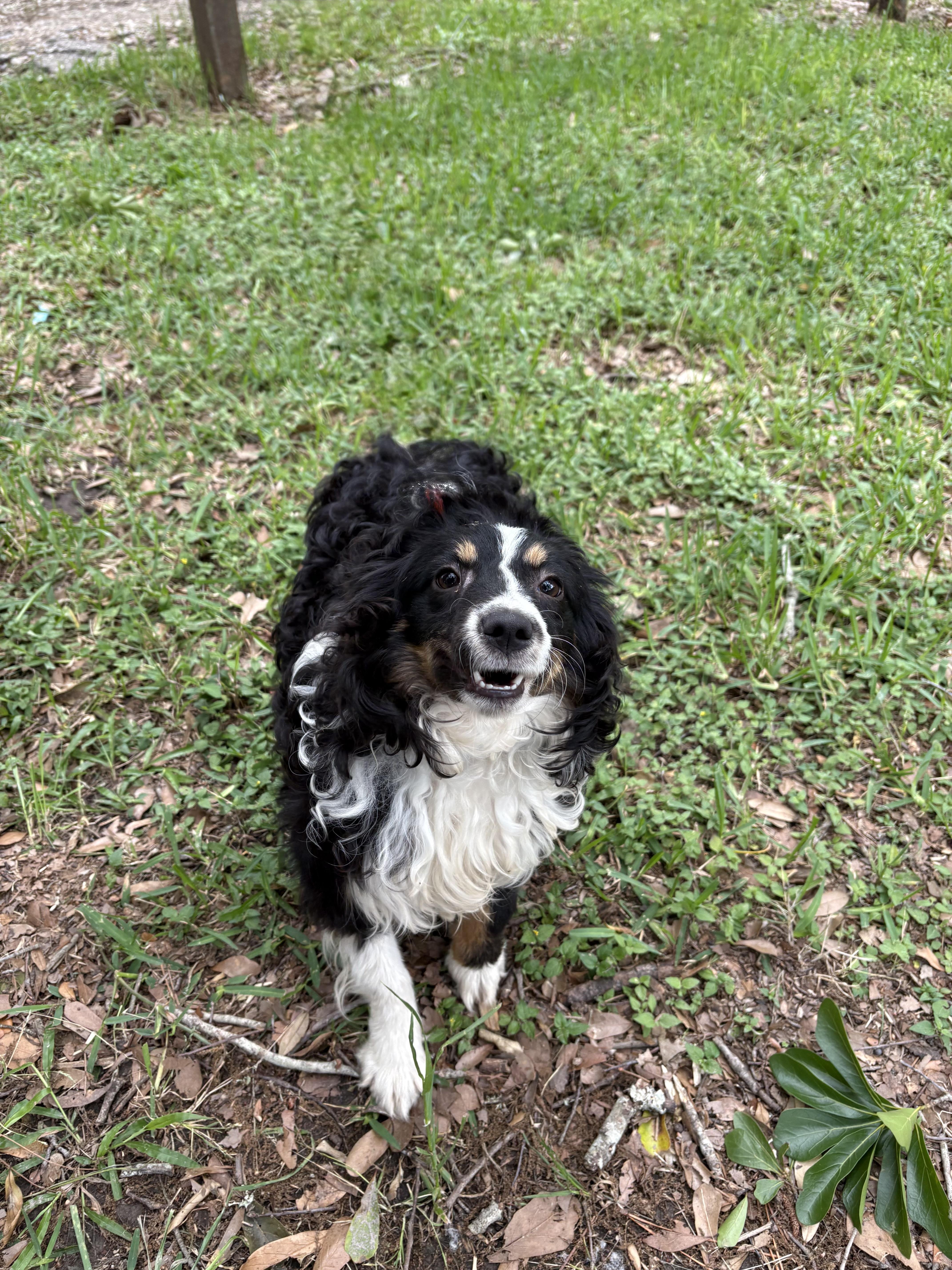 A young small-sized female Black Australian Shepherd dog named Pixie for adoption in Winnie, TX