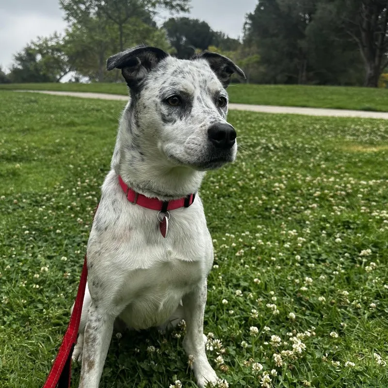 Pebbles A thumbnail 2