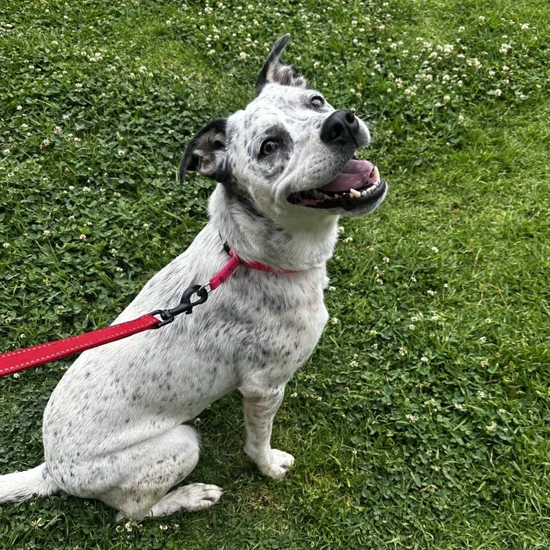 Pebbles A thumbnail 3