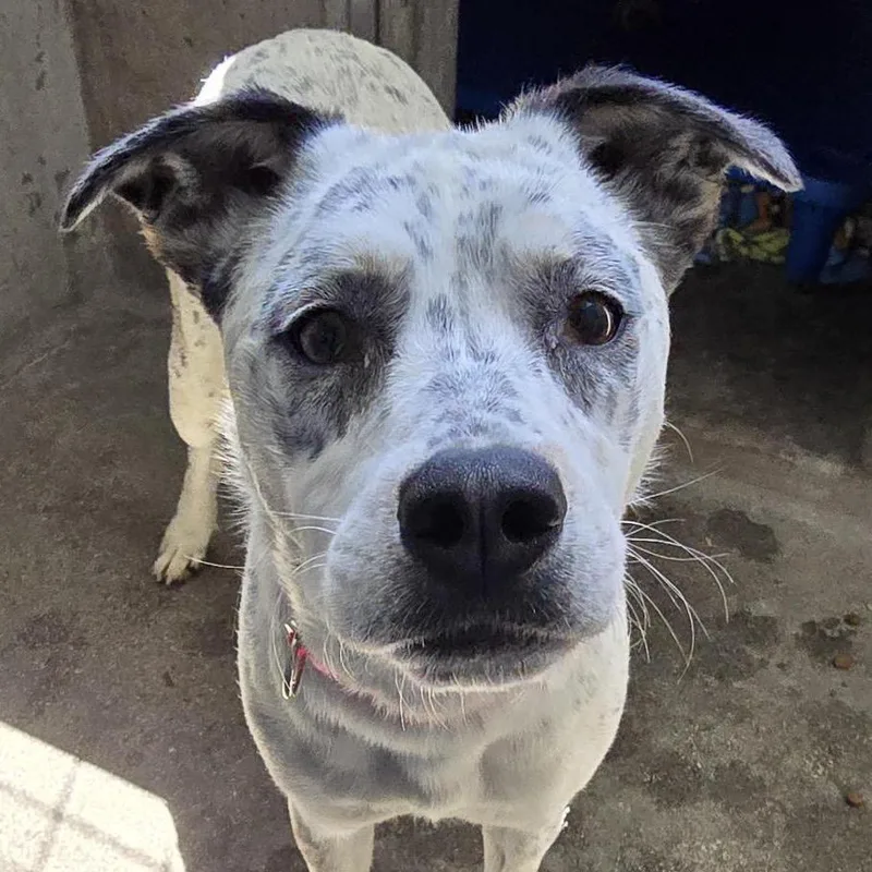 Pebbles A thumbnail 4