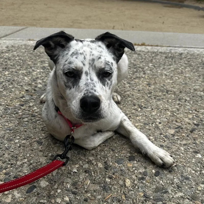 Pebbles A thumbnail 5