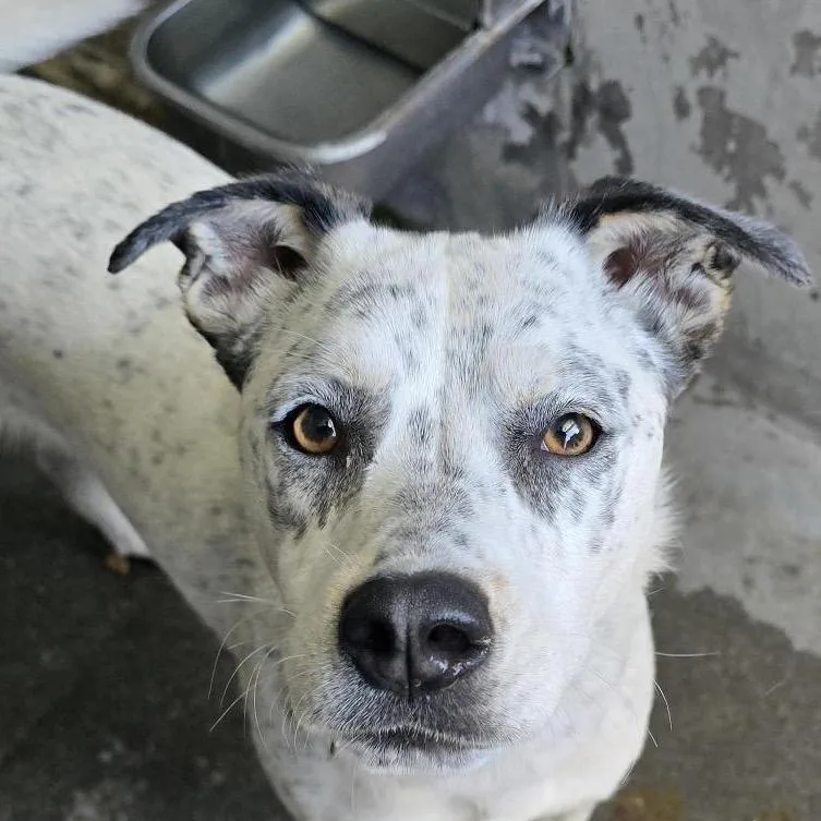 Pebbles A thumbnail 6