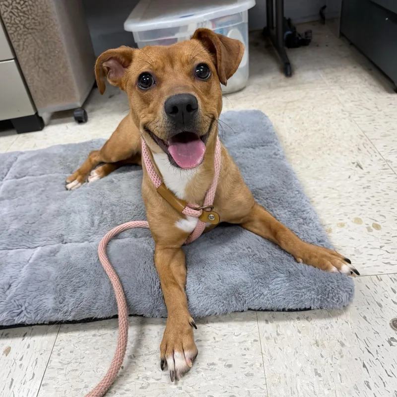 A young medium-sized female Yellow / Tan / Blond / Fawn Terrier dog named Penny for adoption in Henderson, TX