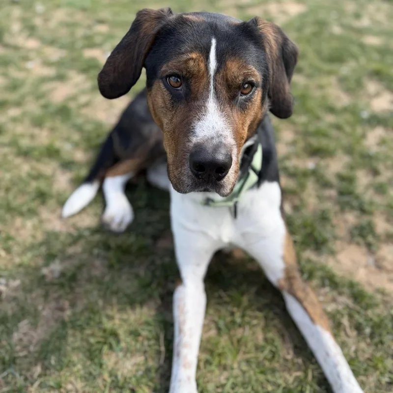 Toby