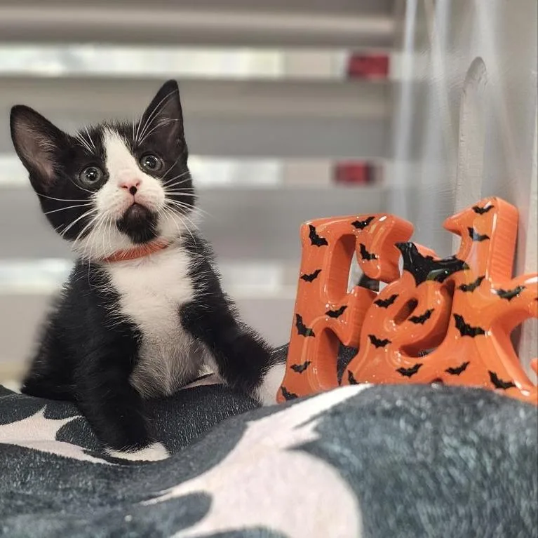 A baby small-sized female Black Domestic Short Hair cat named The One I Love for adoption in Lynchburg, VA