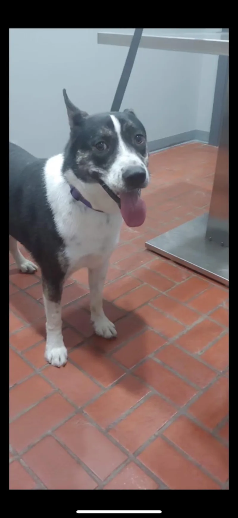 An adult large-sized male Cattle Dog dog named Elmo Dog & kid for adoption in Tallulah, LA