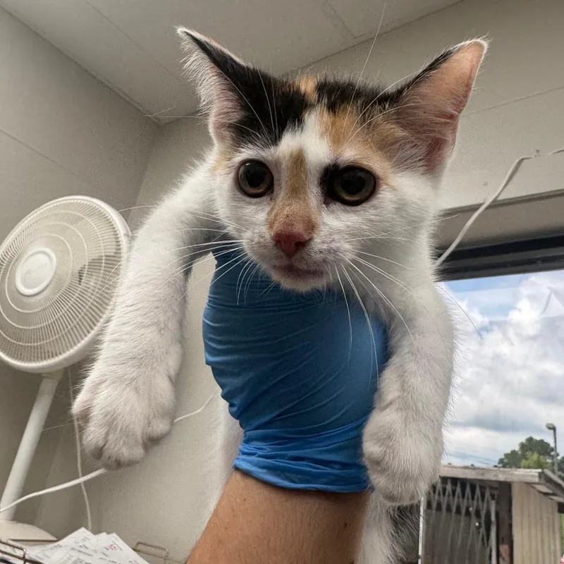 A baby small-sized female Calico Domestic Short Hair cat named Calliope for adoption in Columbiana, AL