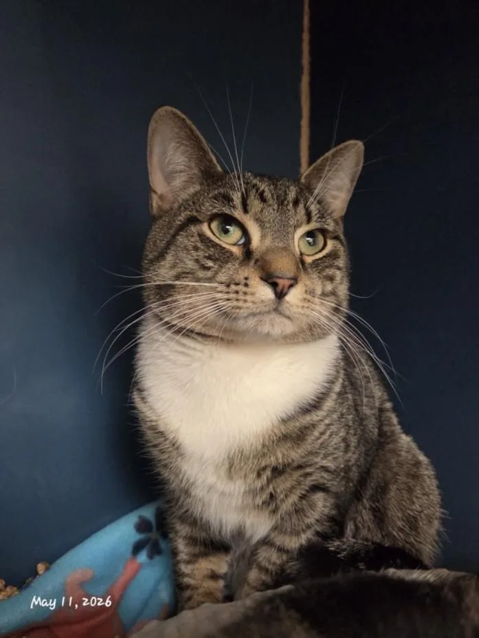 A young medium-sized male Domestic Short Hair cat named Presley for adoption in Hagerstown, MD