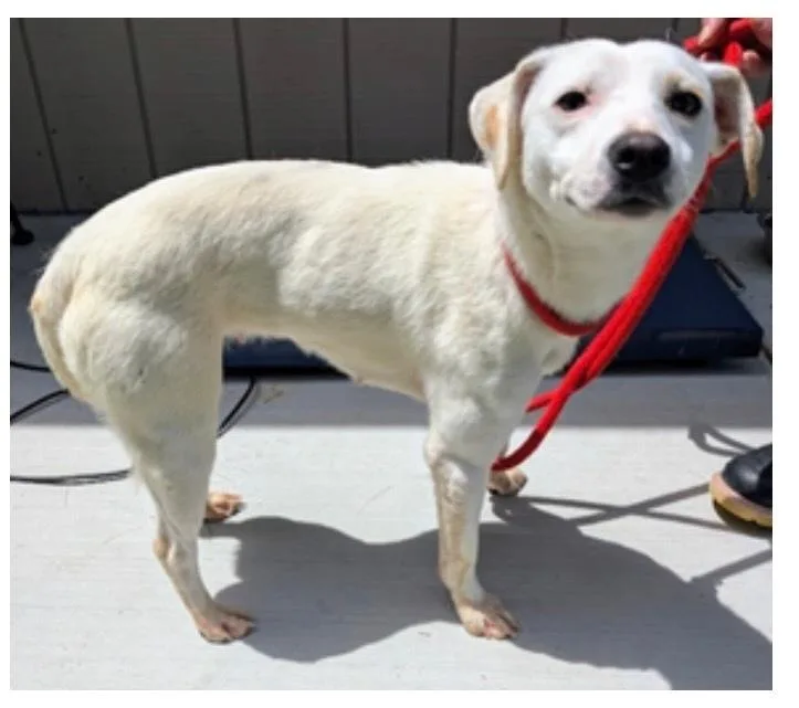 An adult small-sized female White / Cream Jack Russell Terrier dog named Pollywog for adoption in Greenbelt, MD