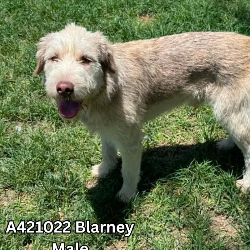 A senior medium-sized male German Shorthaired Pointer dog named Blarney for adoption in Tomah, WI