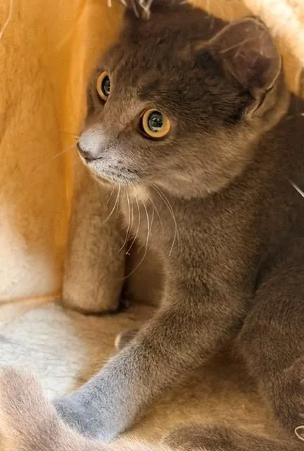 A baby small-sized male Domestic Short Hair cat named Trooper for adoption in Ladysmith, WI