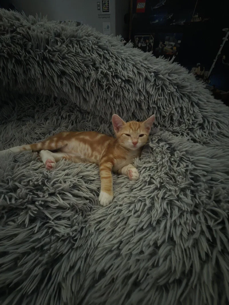 Tangerine thumbnail 2