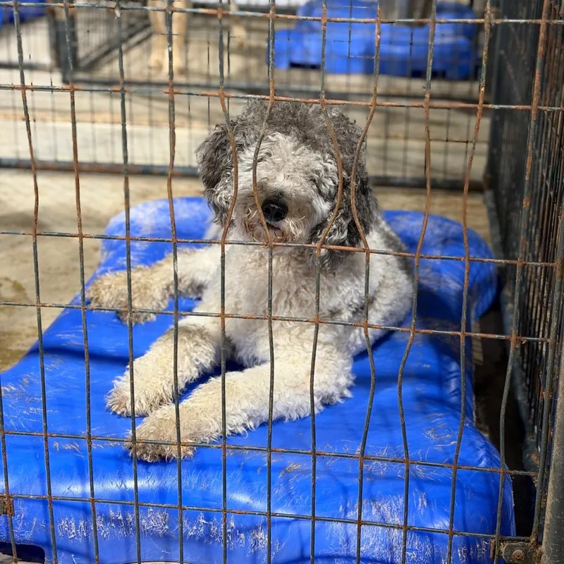 An adult medium-sized male Gray / Blue / Silver Standard Poodle dog named Kip for adoption in Fort Smith, AR