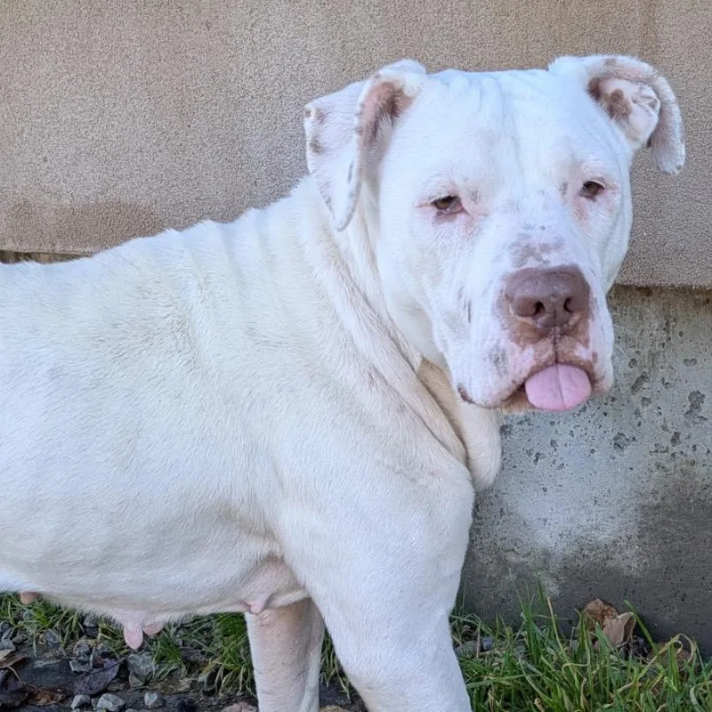 An adult medium-sized female White / Cream American Staffordshire Terrier dog named Tina Snow for adoption in Nampa, ID