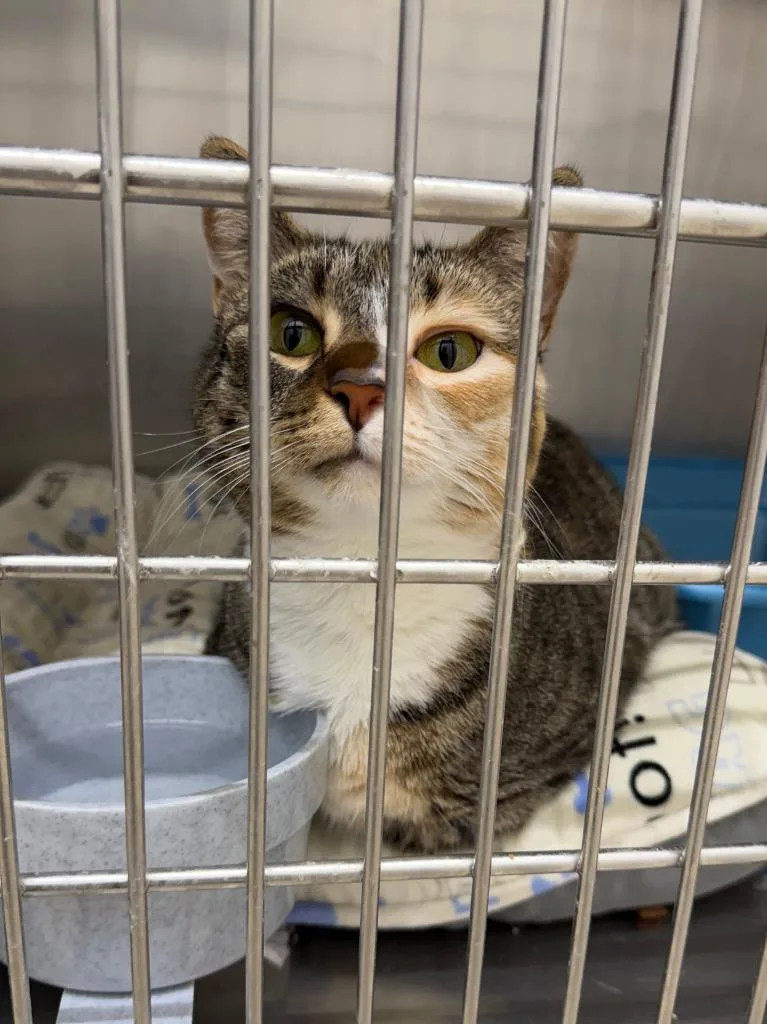 A young large-sized female Domestic Short Hair cat named Lima for adoption in Glenfield, NY